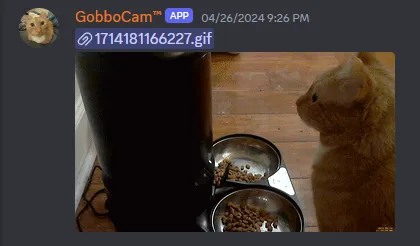 A screenshot of a Discord bot posting a cat gif