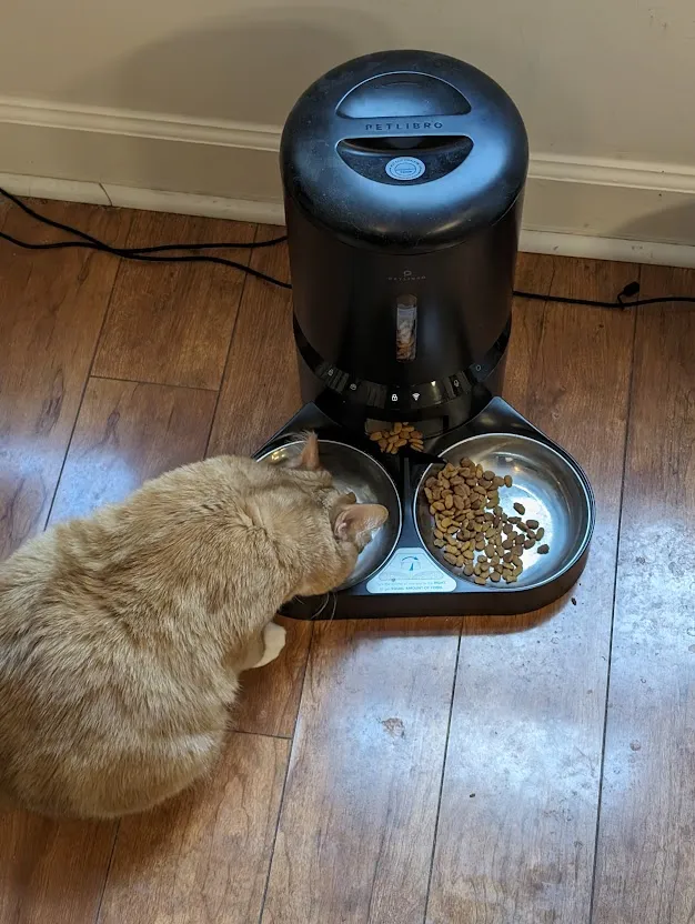 An orange cat eating food out of a bowl